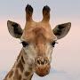 @giraffeguy6564