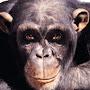 @big-jungleman