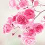 @debalinachatterjee3576