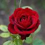 @maroc79785