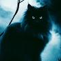 @Lizcat-black