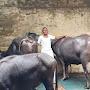 @SeetaRamDairyFarm