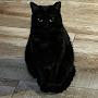@Ilovemycat25
