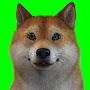 @DogeDelivers