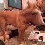 @horse_dog