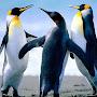@mohammadimtiyaz3741