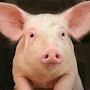 @halal_pork