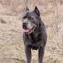 @Italianmastiff13