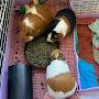 @Guineapiggirl1245