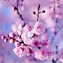 @ArtofFlowers23