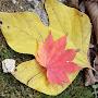 @koreanruralgardenlife1597