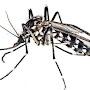 @mosquitotigre7078