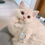 @embemeow4178