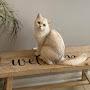 @cocothecutestcat.861