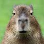 @CapybaraStories-f7w