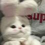 @Muzik-cam