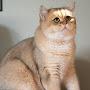 @keremtex5373