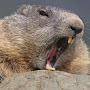 @vulgar_scabby_beaver