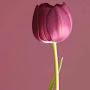 @najamfarooqi8982