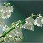 @Volna77VR
