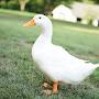 @ILOVEDUCKSREAL7893