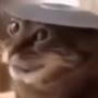 @maplecat6625