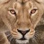 @alioness-w-noregrets7471