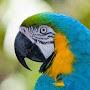 @robinmacaw