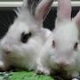 @rabbitgamin8510