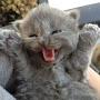 @Yay-cat-g6b