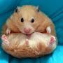 @hamstersbettasandpiggys4740