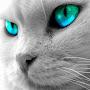 @timurbedoev9653