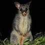 @toddpossum