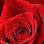 @shamshadmughal1628