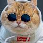 @Cat-gang666