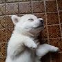 @참치덮밥-k9f