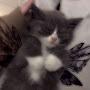 @Котикобормотик-ь9ф