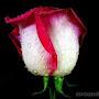 @aihung5255