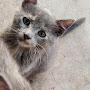 @IloveCats_12272