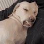 @funnypetvideos08