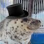 @hismajestysirseal5813