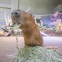 @capybara_white