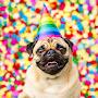 @TheBigPuggy