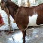 @ujjwalmajhi6217