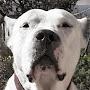 @dogoargentino5652