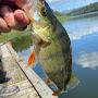 @FishGuyGav