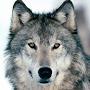 @Daniel_Wolf