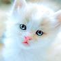 @SnowCat-n4y