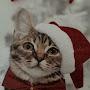 @CatsInHats-S.CrouchingTiger