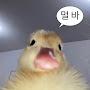 @오리김치p